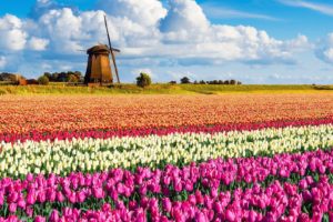 landscape, Netherlands, Flowers, Windmill, Nature, Photography, Tulips