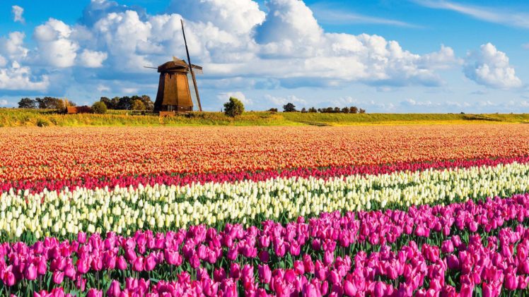 landscape, Netherlands, Flowers, Windmill, Nature, Photography, Tulips HD Wallpaper Desktop Background