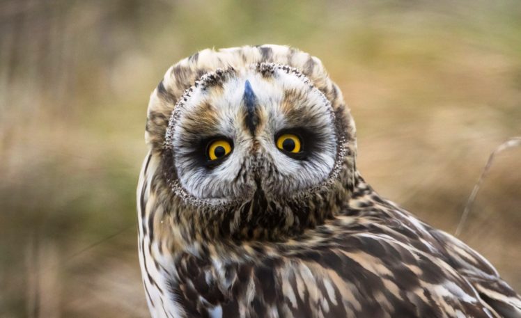 animals, Owl, Yellow eyes, Depth of field HD Wallpaper Desktop Background