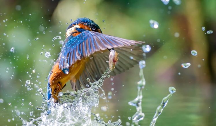 animals, Birds, Water, Fish, Kingfisher HD Wallpaper Desktop Background