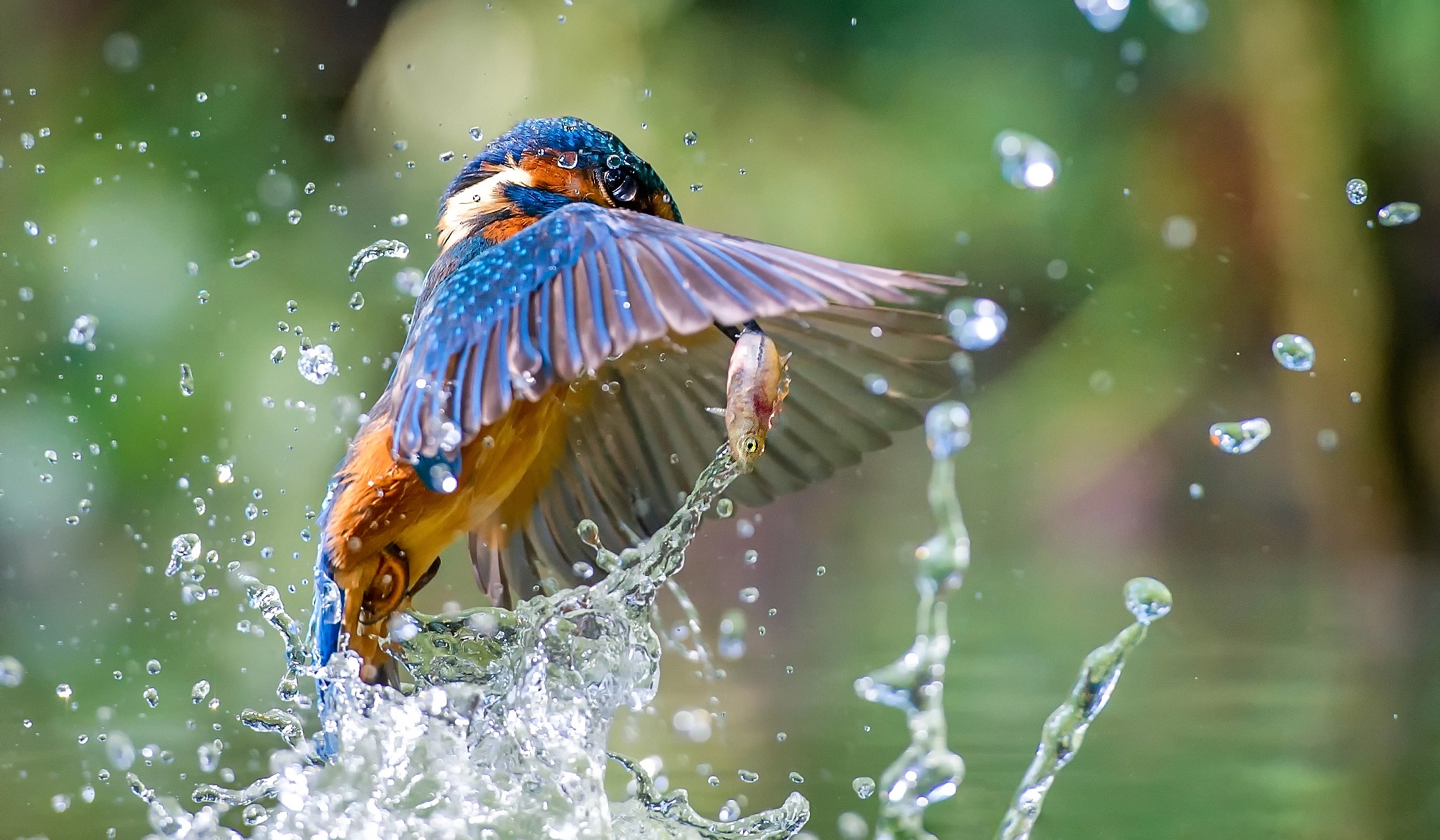 animals, Birds, Water, Fish, Kingfisher Wallpaper