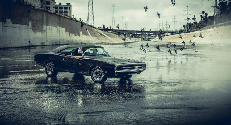 Dodge Charger, Car, Water, Birds, Black cars HD Wallpaper Desktop Background