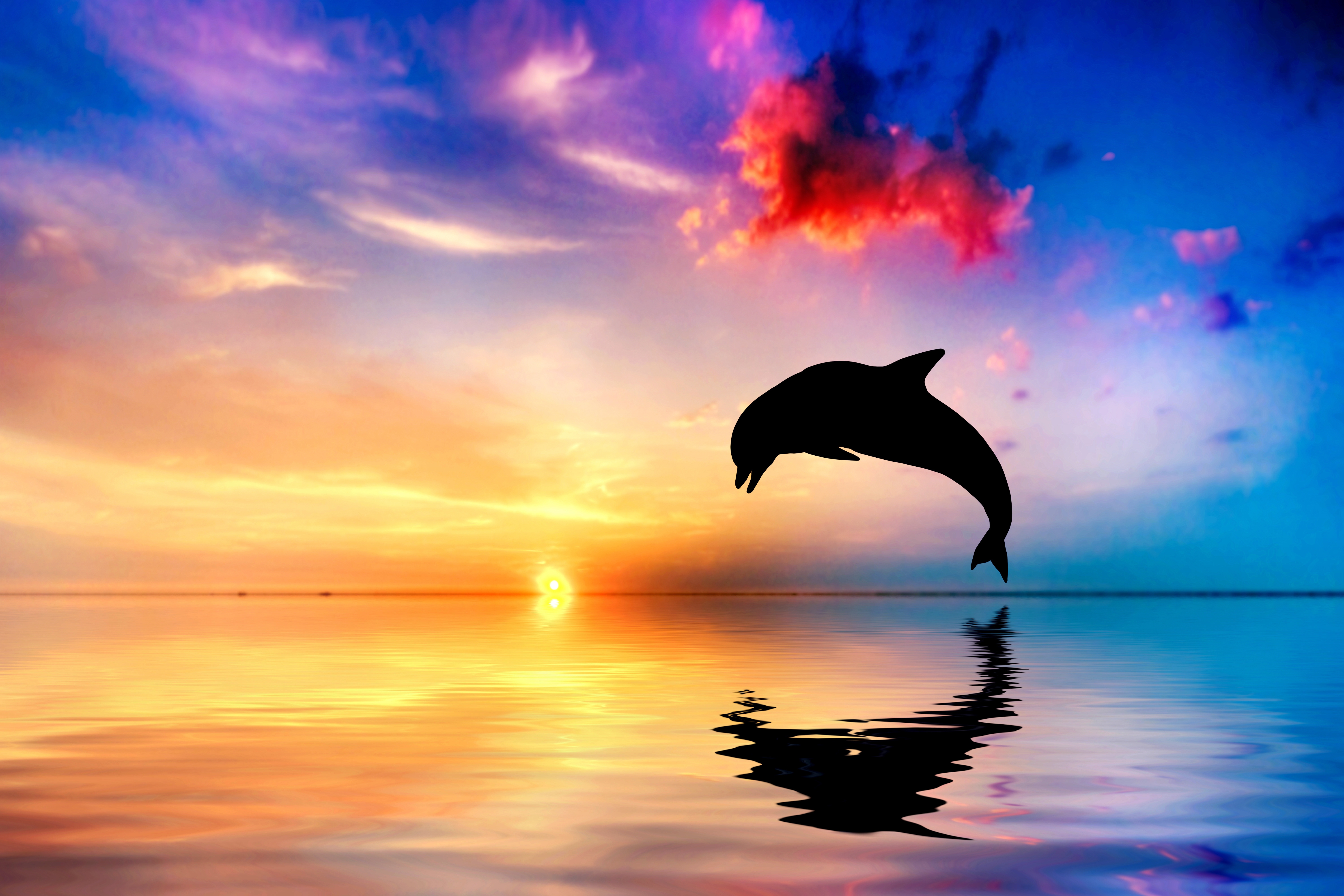 sea, Dolphin, Sunset Wallpaper