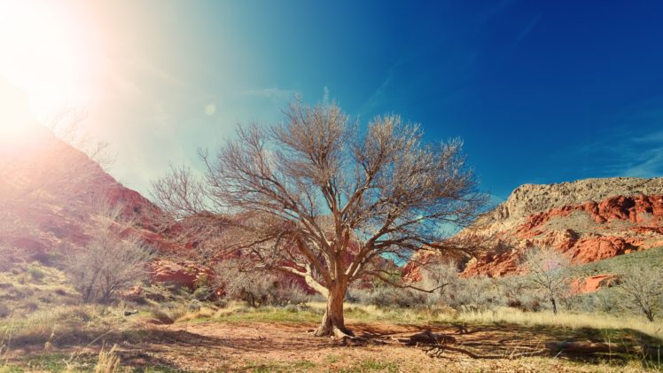 sunlight, Landscape, Clear sky, Blue, Trees HD Wallpaper Desktop Background