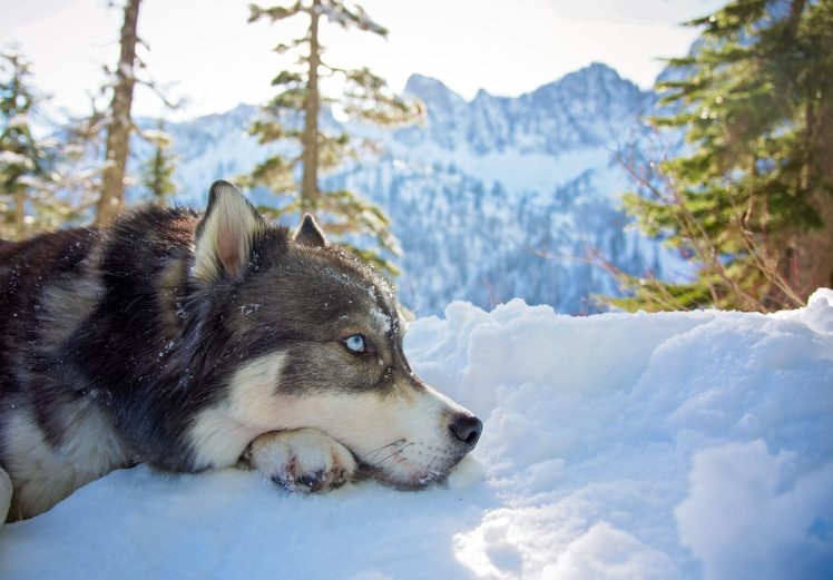 mountains, Animals, Snow, Siberian Husky, Dog HD Wallpaper Desktop Background