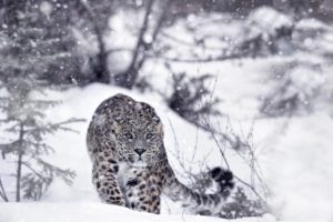 snow leopards, Winter, Snow, Animals