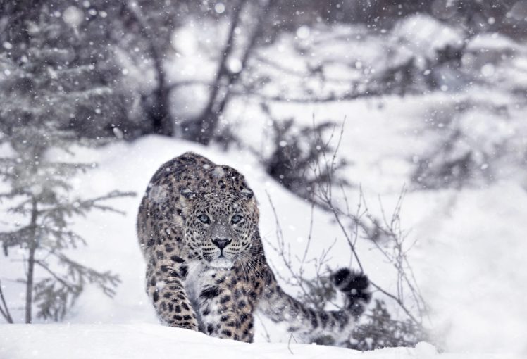 snow leopards, Winter, Snow, Animals HD Wallpaper Desktop Background