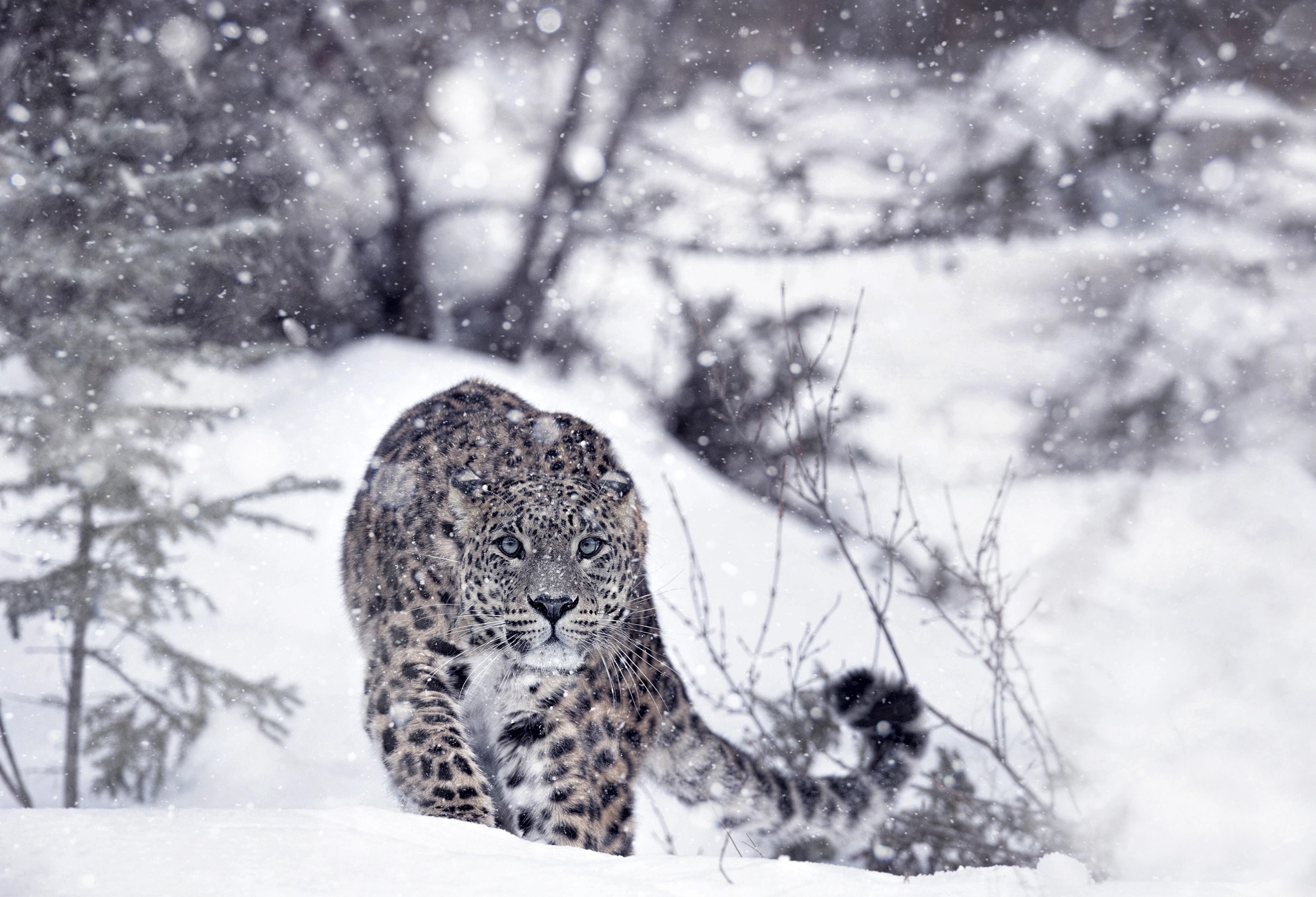 snow leopards, Winter, Snow, Animals Wallpaper