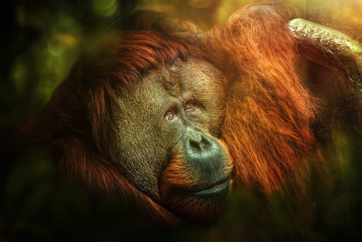 orangutans, Apes, Animals HD Wallpaper Desktop Background