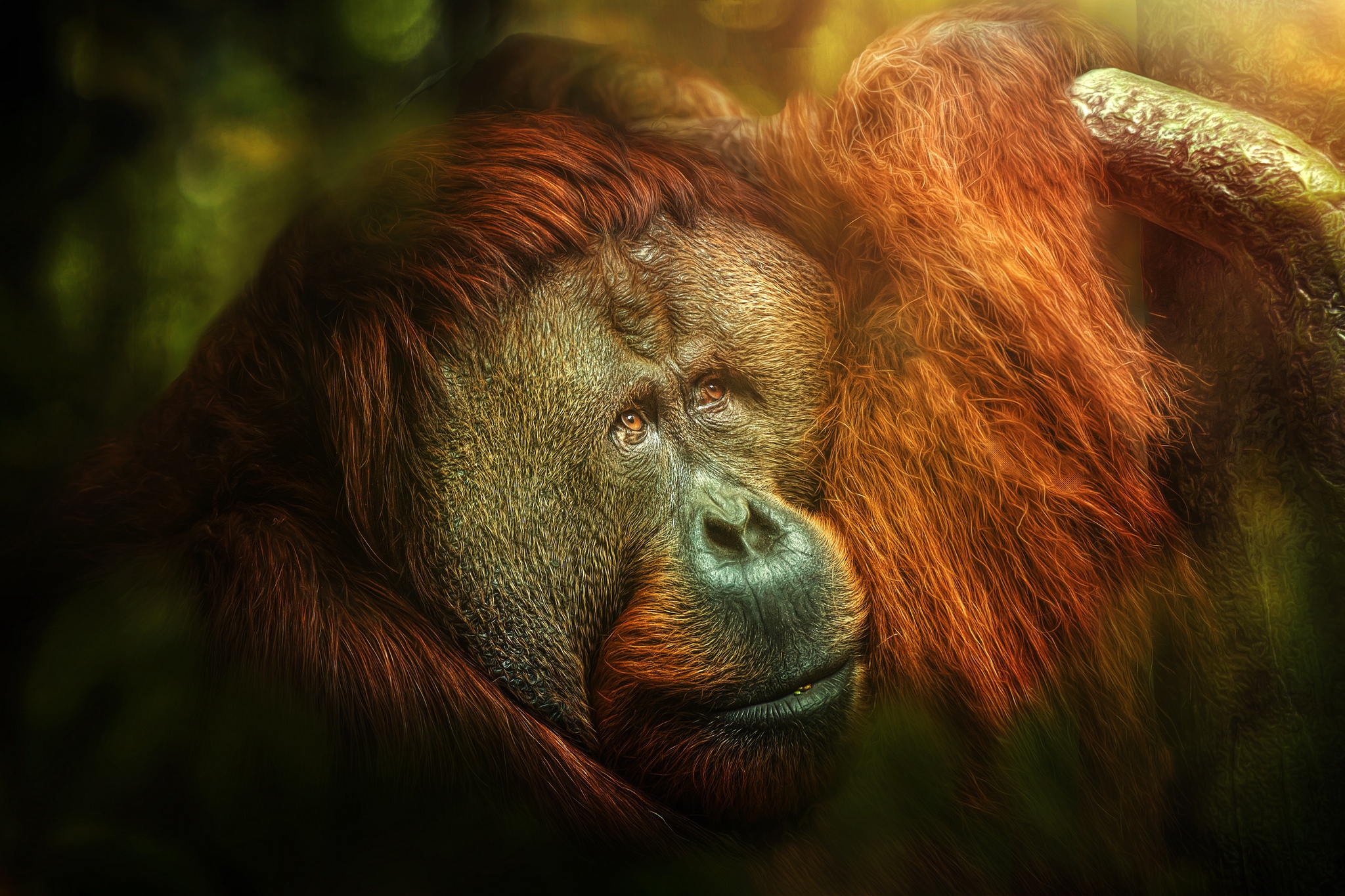 orangutans, Apes, Animals Wallpaper