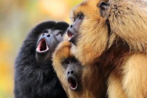 animals, Monkey, Howler monkey