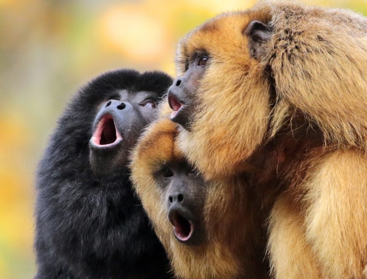 animals, Monkey, Howler monkey HD Wallpaper Desktop Background
