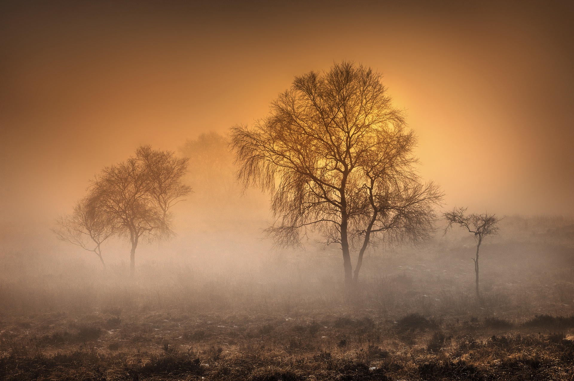 trees, Nature, Mist, Morning Wallpaper