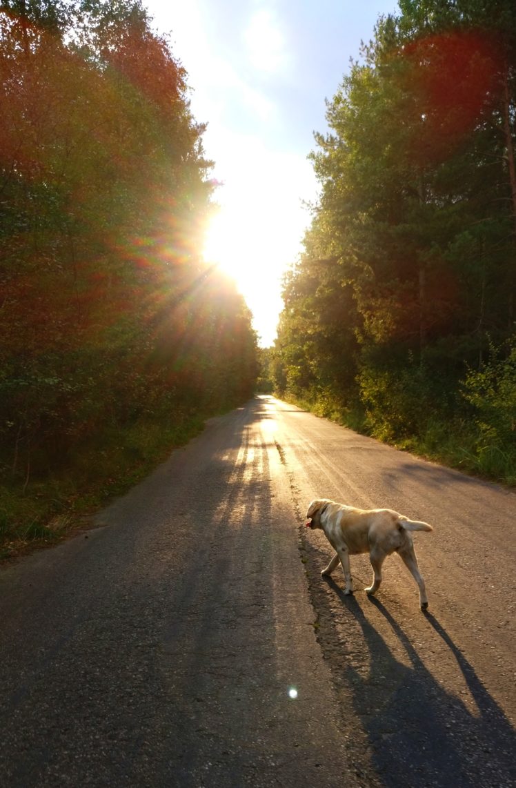 portrait display, Dog, Landscape, Poland, Road HD Wallpaper Desktop Background