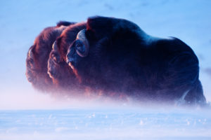 nature, Ice, Animals, Buffalo