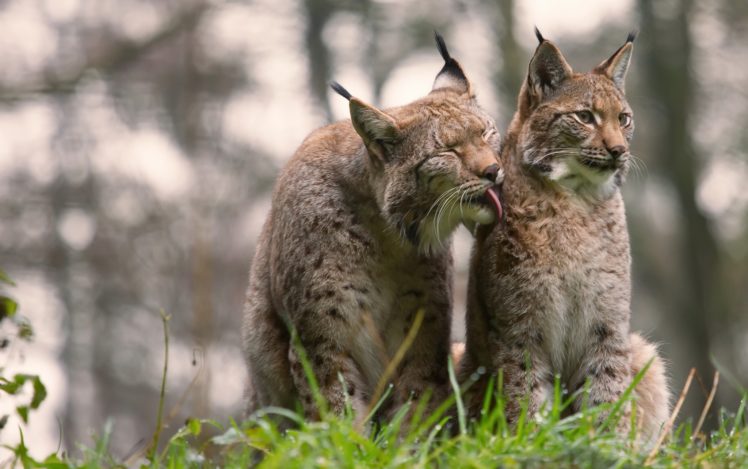 big cats, Animals, Nature, Lynx HD Wallpaper Desktop Background