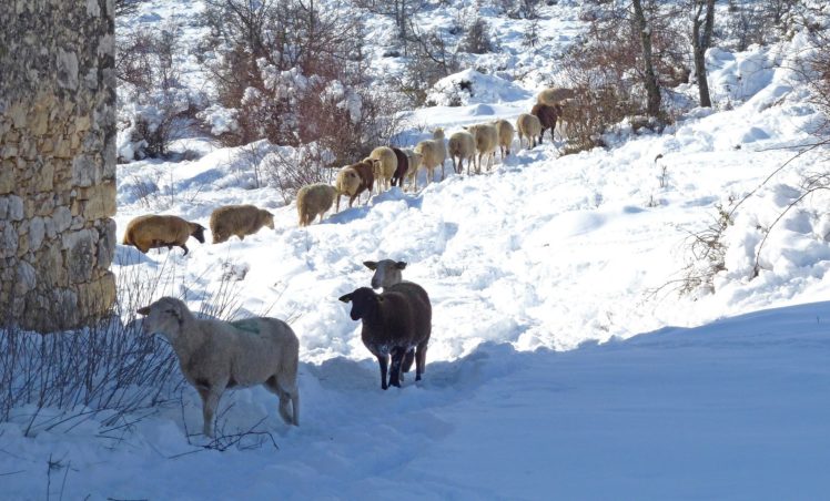 winter, Snow, Sheep, Animals HD Wallpaper Desktop Background