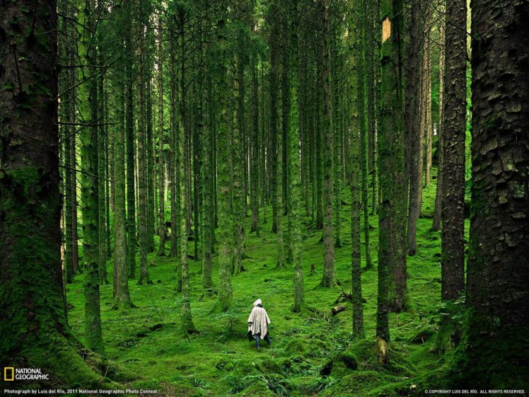 back, Nature, Landscape, National Geographic, Trees, Forest, Grass, Moss, Scottish Highlands, UK, Scotland, Raincoat HD Wallpaper Desktop Background