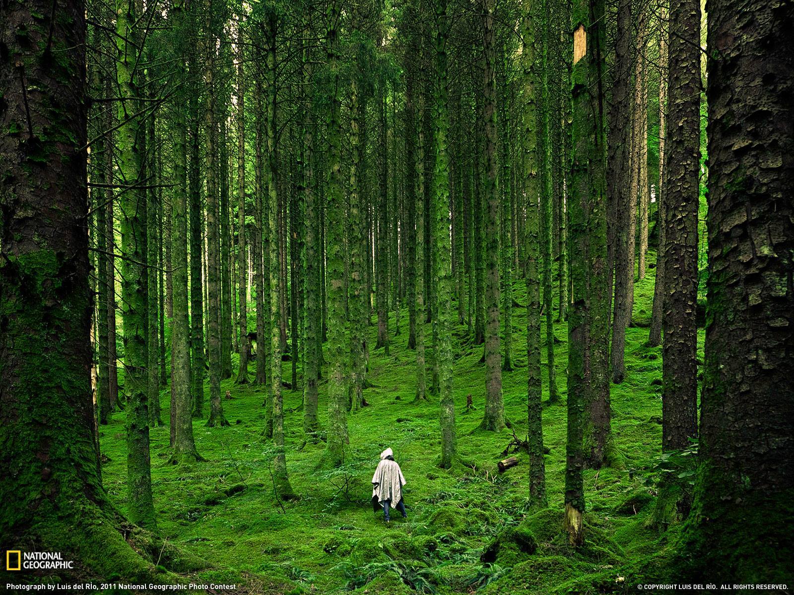 back, Nature, Landscape, National Geographic, Trees, Forest, Grass, Moss, Scottish Highlands, UK, Scotland, Raincoat Wallpaper