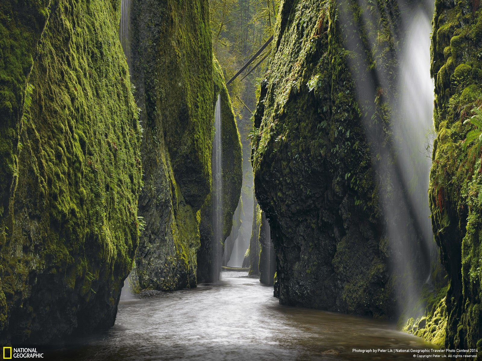 nature, Landscape, National Geographic, Trees, Rock, Moss, Plants