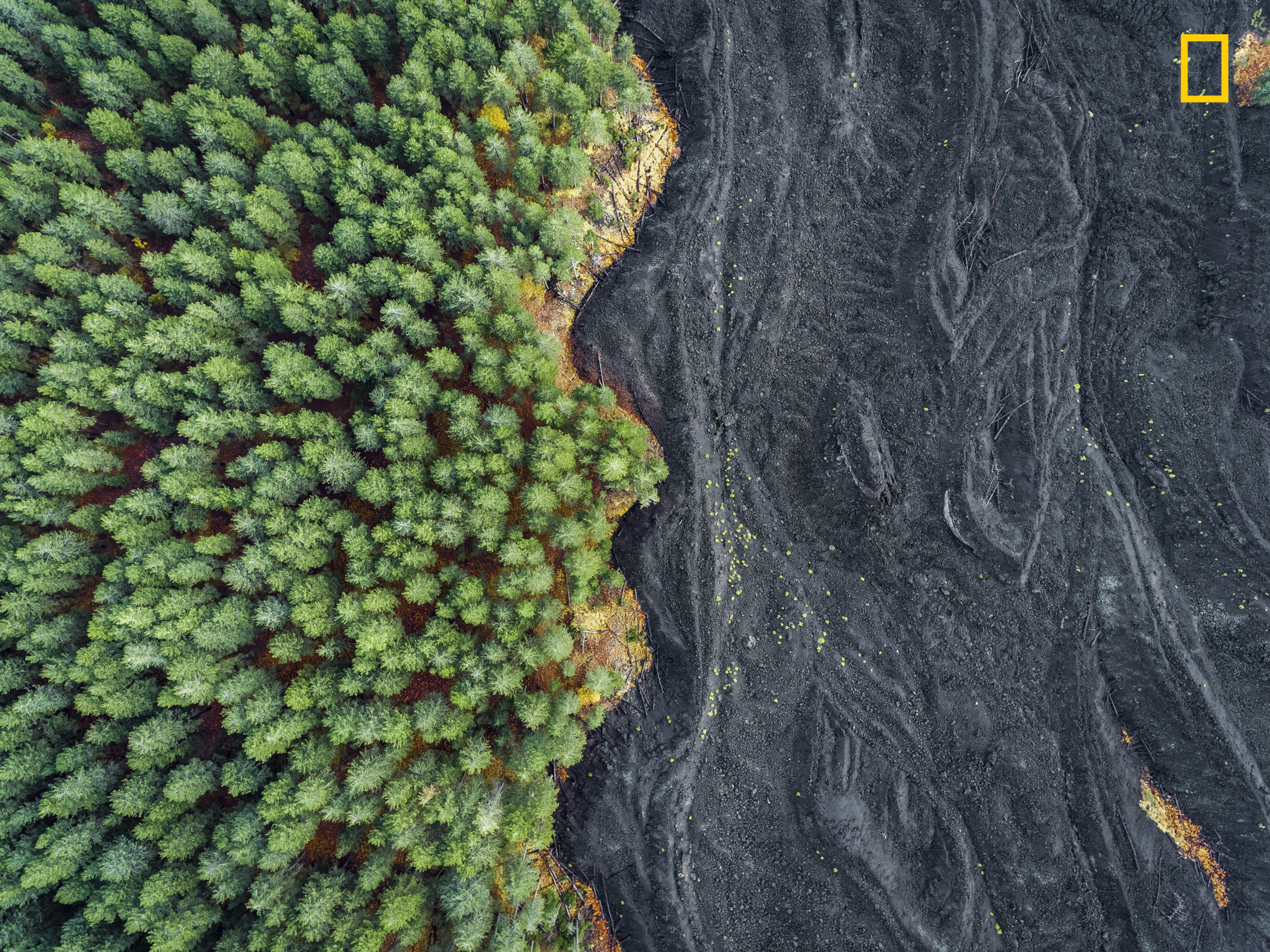 Solidified Lava Vs Forest Wallpaper