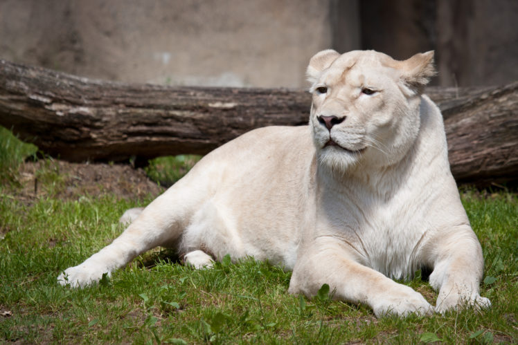animals, Lion, White lion, Zoo, Looking into the distance HD Wallpaper Desktop Background