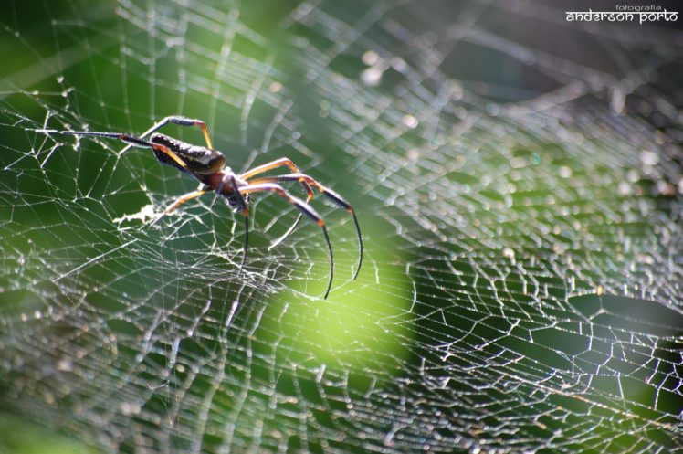 spider HD Wallpaper Desktop Background