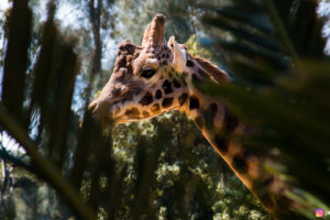 giraffes, Animals, Wildlife