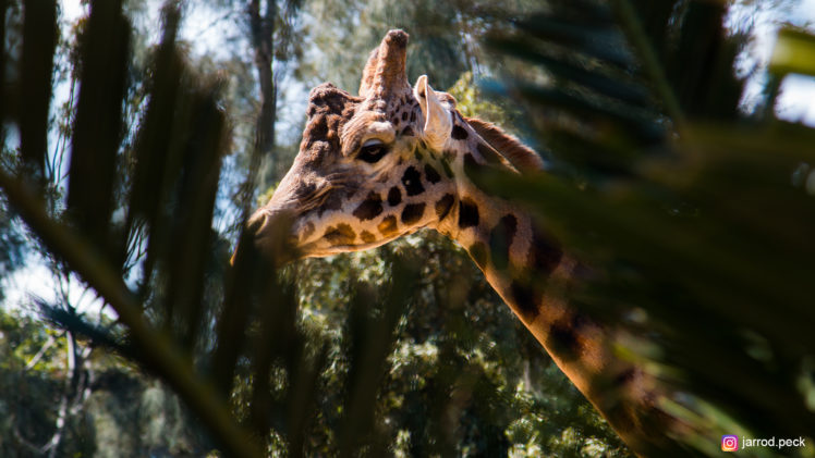 giraffes, Animals, Wildlife HD Wallpaper Desktop Background
