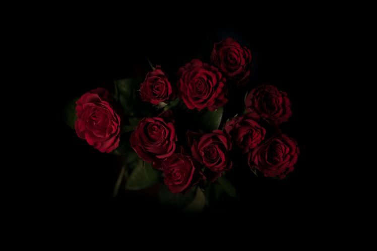 asoggetti, Red flowers, Rose HD Wallpaper Desktop Background
