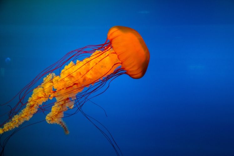 Marat gilyadzinov, Jellyfish HD Wallpaper Desktop Background