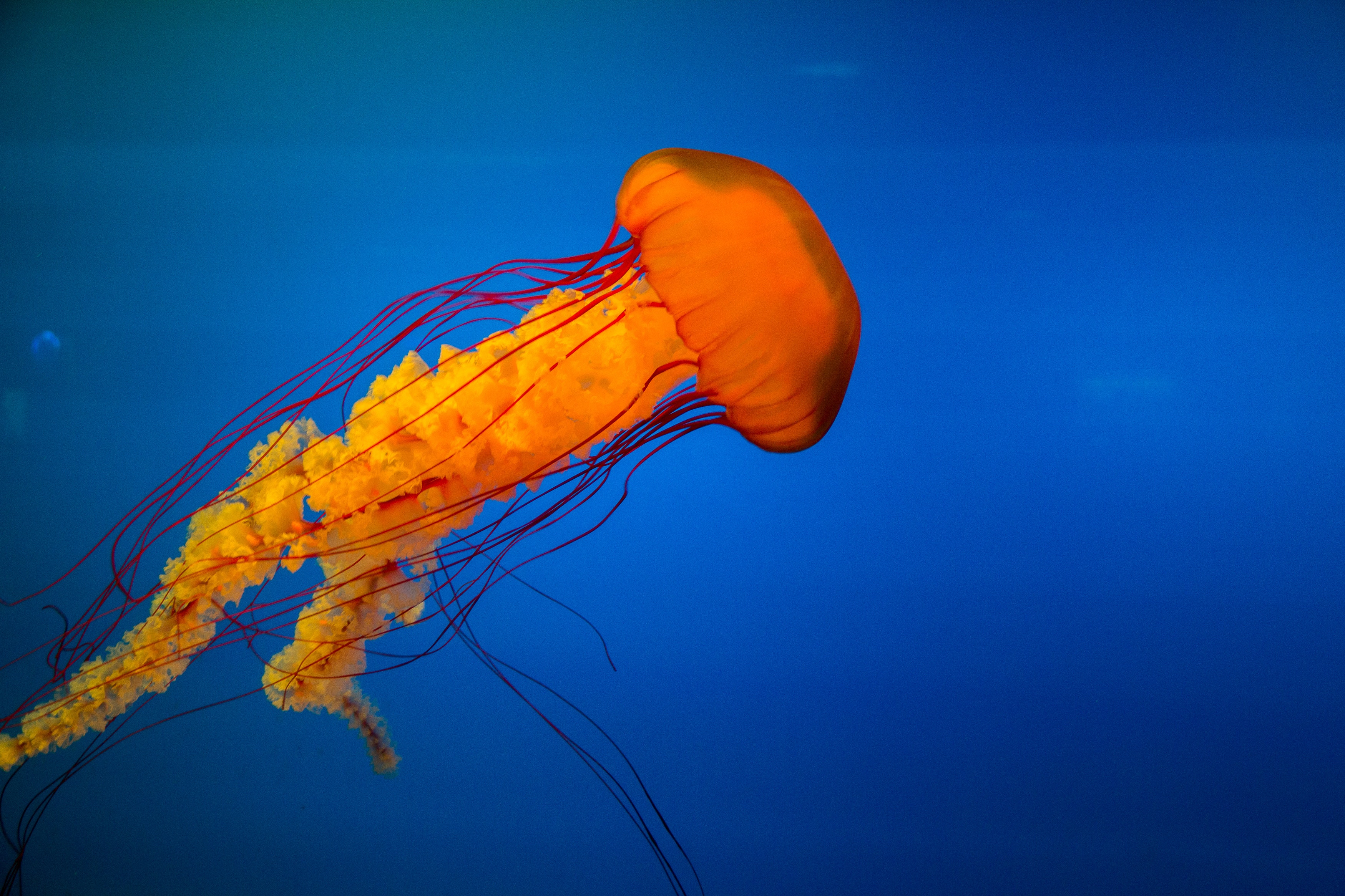 Marat gilyadzinov, Jellyfish Wallpaper