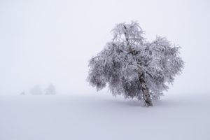 trees, Nature, Landscape, Winter, Snow