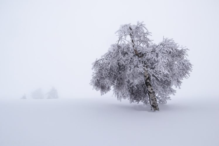 trees, Nature, Landscape, Winter, Snow HD Wallpaper Desktop Background