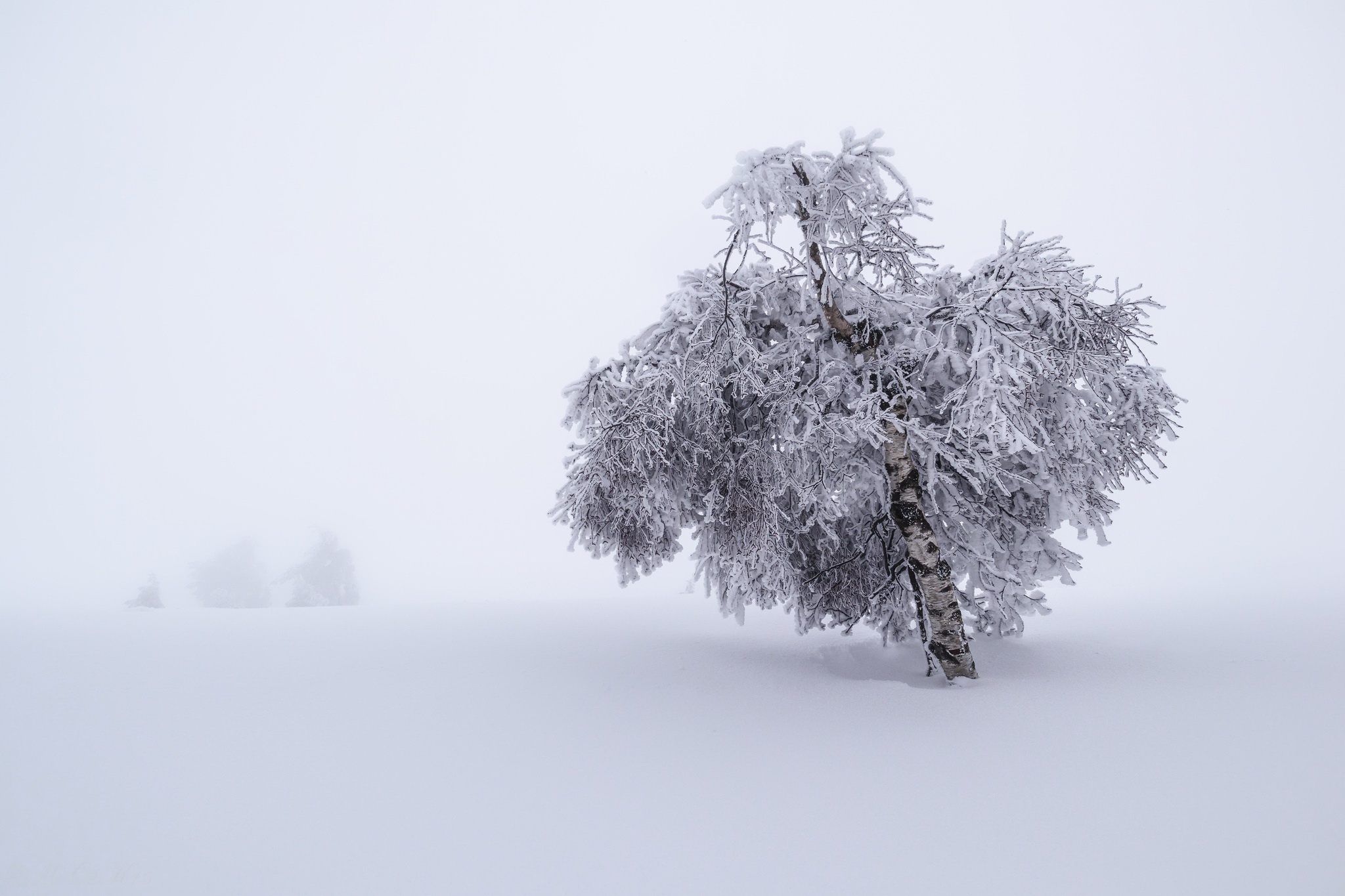 trees, Nature, Landscape, Winter, Snow Wallpaper