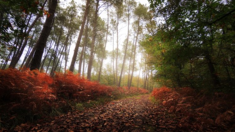 nature, Fall, Forest, Trees HD Wallpaper Desktop Background