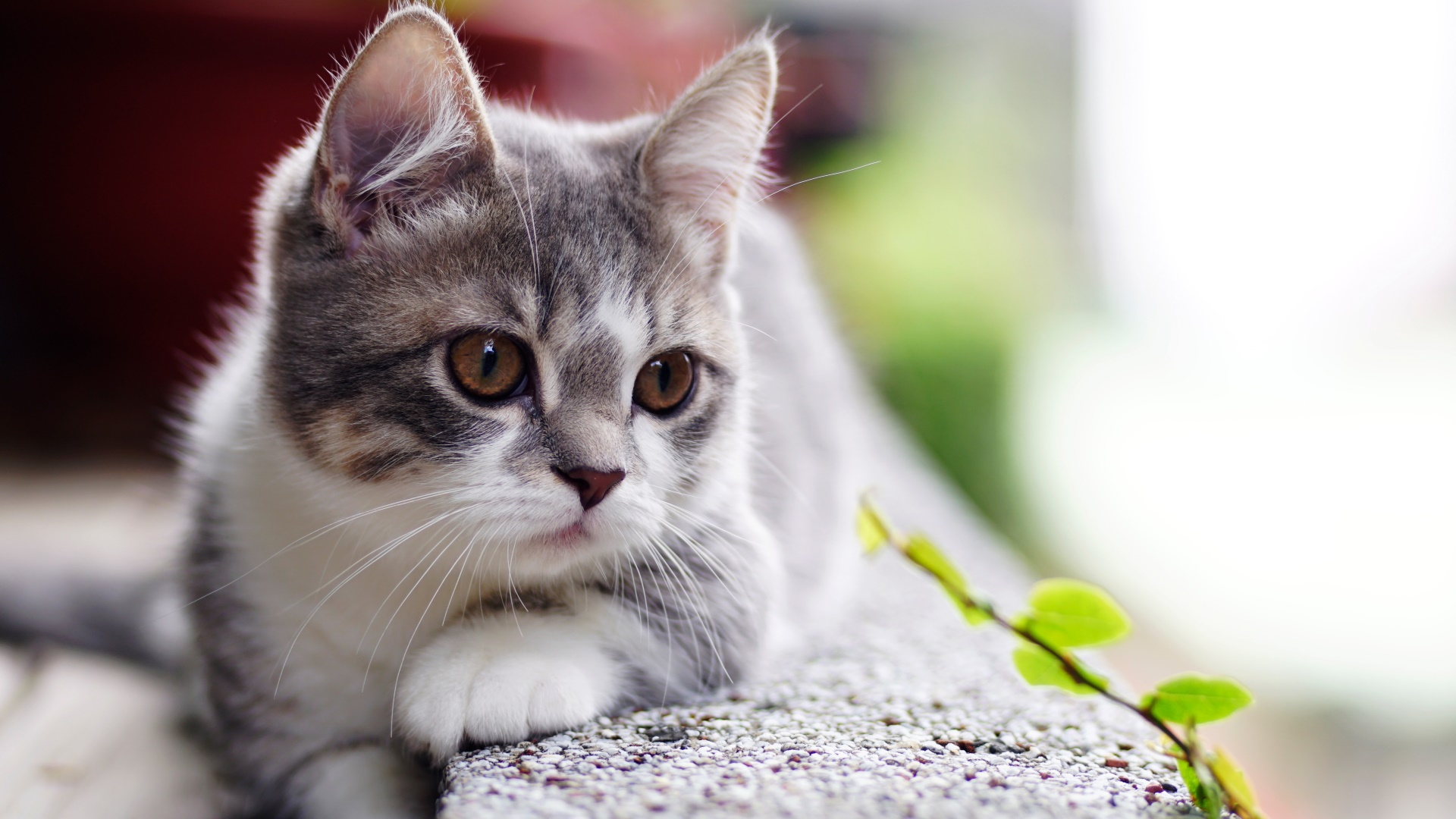 cat, Animals Wallpaper