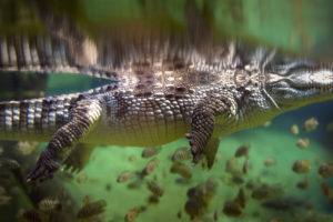 Panoramic Underwater View Of Alligator With Blurred Background