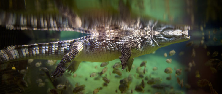 Panoramic Underwater View Of Alligator With Blurred Background HD Wallpaper Desktop Background