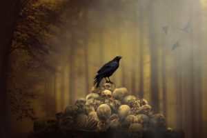 raven, Spooky, Animals, Skull
