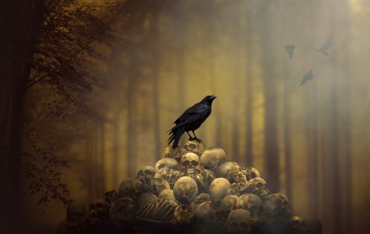 raven, Spooky, Animals, Skull HD Wallpaper Desktop Background