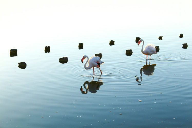 Sardinia, Flamingos, Fenicottero, Landscape, Nature, Animals, Pink HD Wallpaper Desktop Background
