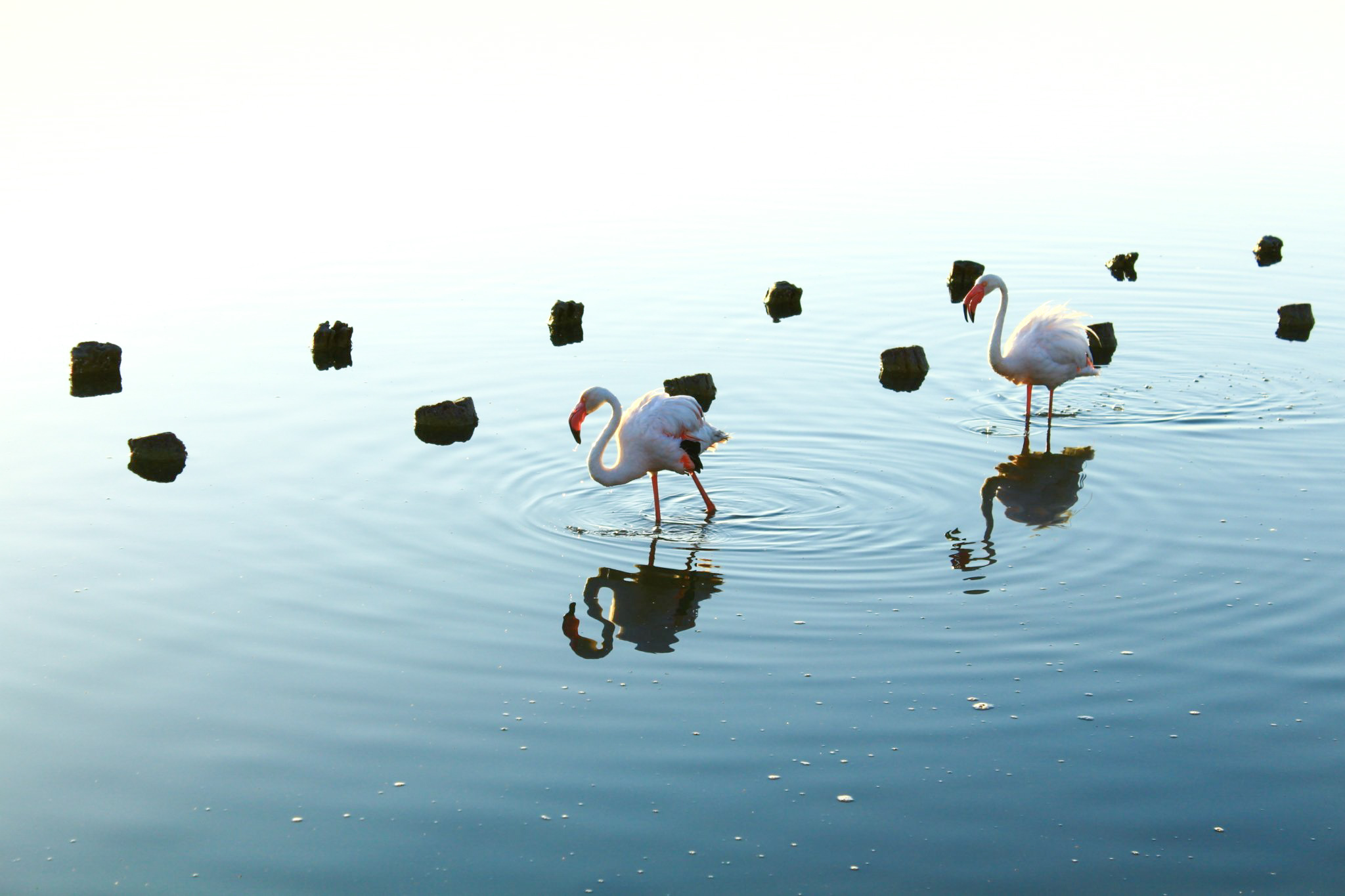 Sardinia, Flamingos, Fenicottero, Landscape, Nature, Animals, Pink Wallpaper