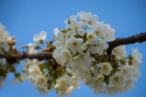 clear sky, Spring, Flowers, Herbarium