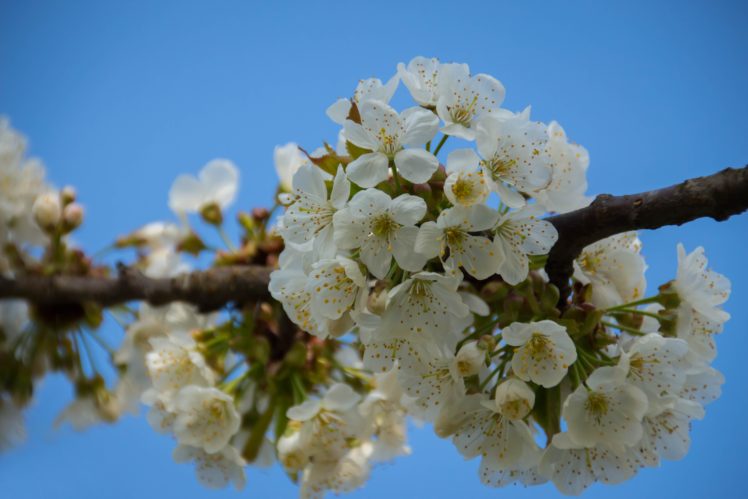 clear sky, Spring, Flowers, Herbarium HD Wallpaper Desktop Background