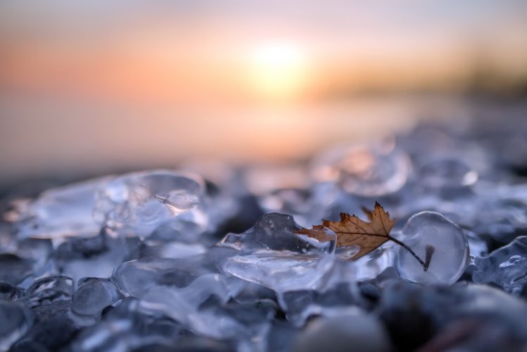 nature, Macro, Ice, Winter, Leaves HD Wallpaper Desktop Background