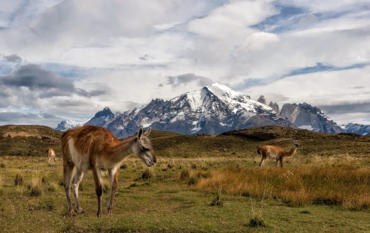 Chile, Nature, Animals, Landscape, Mountains HD Wallpaper Desktop Background