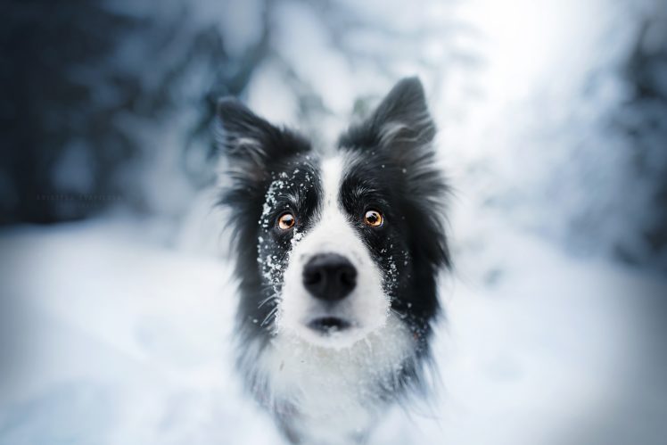 face, Animals, Dog, Snow HD Wallpaper Desktop Background