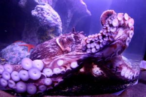 octopus, Sea, Underwater