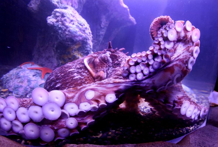 octopus, Sea, Underwater HD Wallpaper Desktop Background